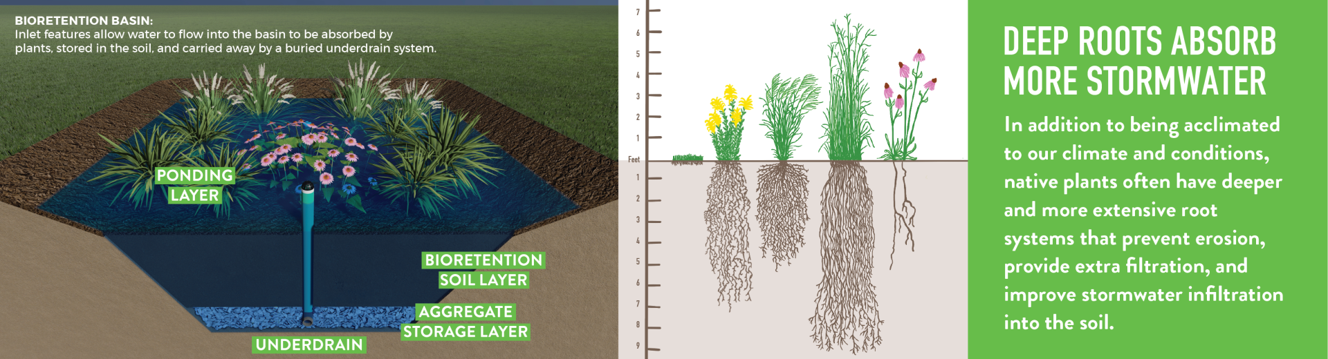 VA Story bioretention and plants